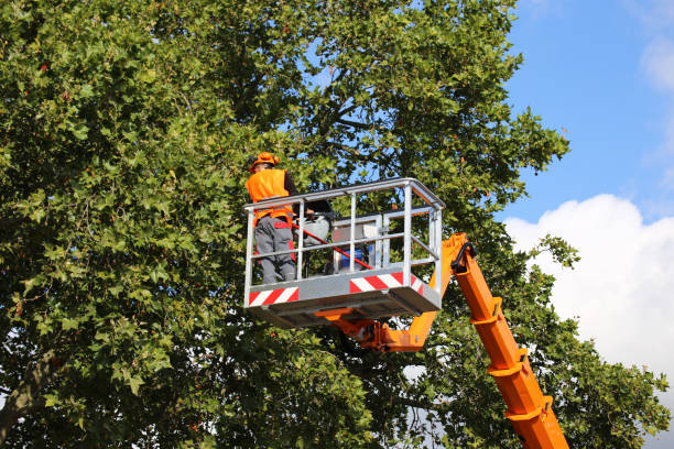 Best Commercial Tree Services  in Grimes, IA