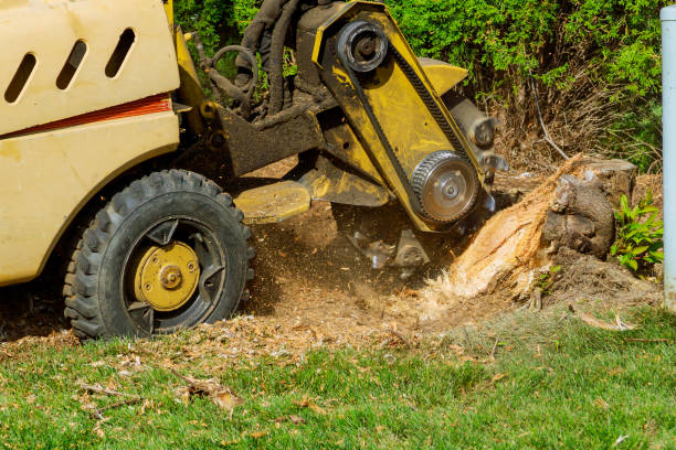 Best Storm Damage Tree Cleanup  in Grimes, IA