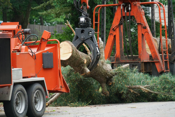 Best Storm Damage Tree Cleanup  in Grimes, IA
