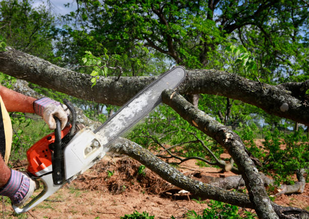 Best Tree Removal  in Grimes, IA